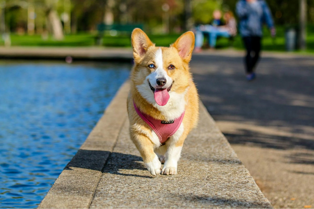 Powerful Hidden Benefits of Red Light Therapy for Your Dog’s Wellbeing