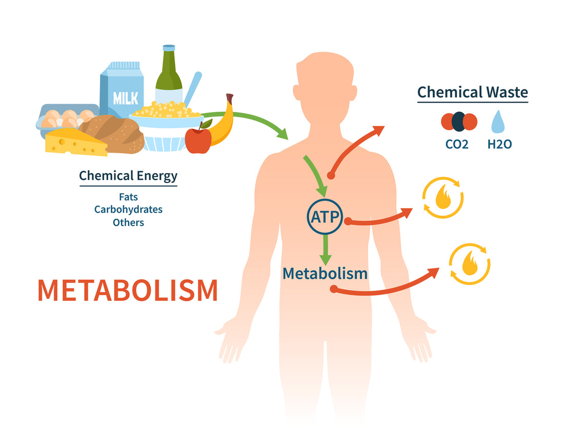 Red Light Therapy for Cellular Health and ATP Energy